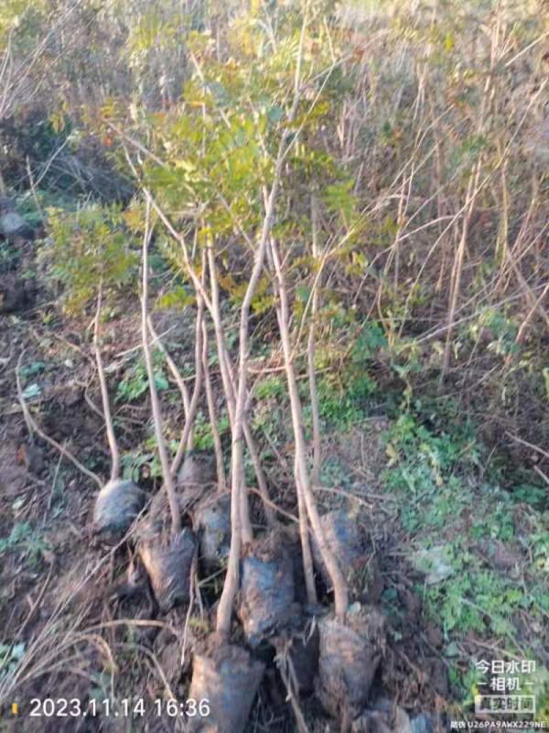 河南省太康县万亩广友园林育苗基地，黄连木6万棵.