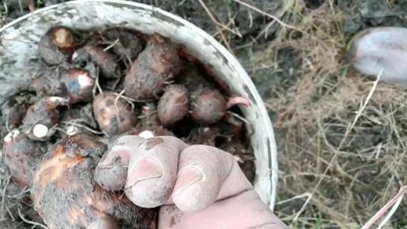 铅山红芽芋一手货源视频看货品质保证以质论价欢迎咨询