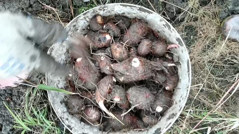 铅山红芽芋一手货源视频看货品质保证以质论价欢迎咨询