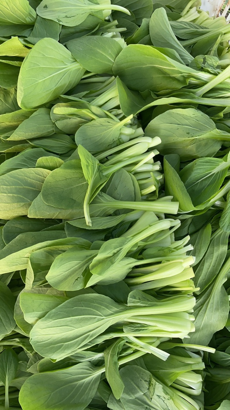 精品鸡毛菜