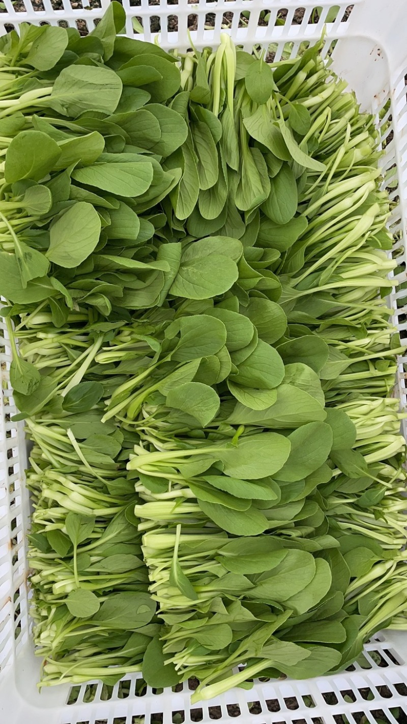 精品鸡毛菜