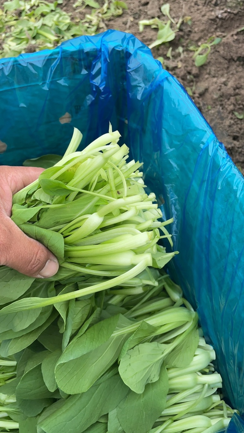 精品鸡毛菜