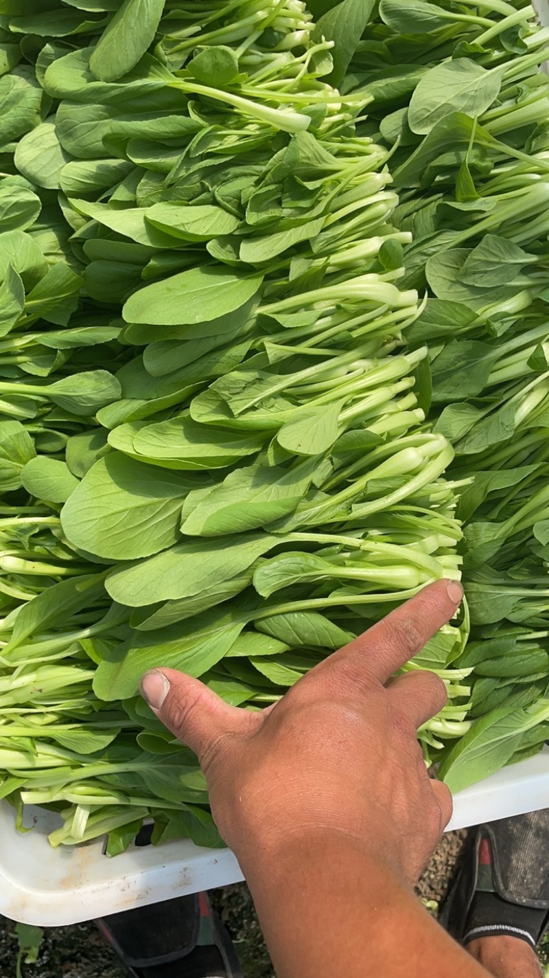 精品鸡毛菜