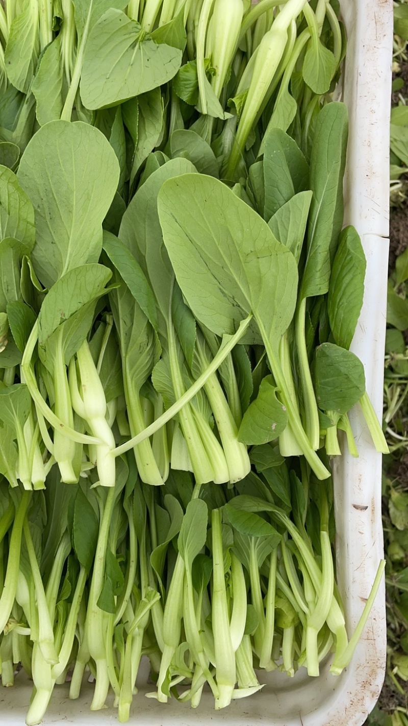 精品鸡毛菜