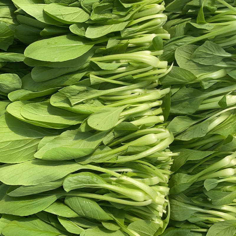 精品鸡毛菜