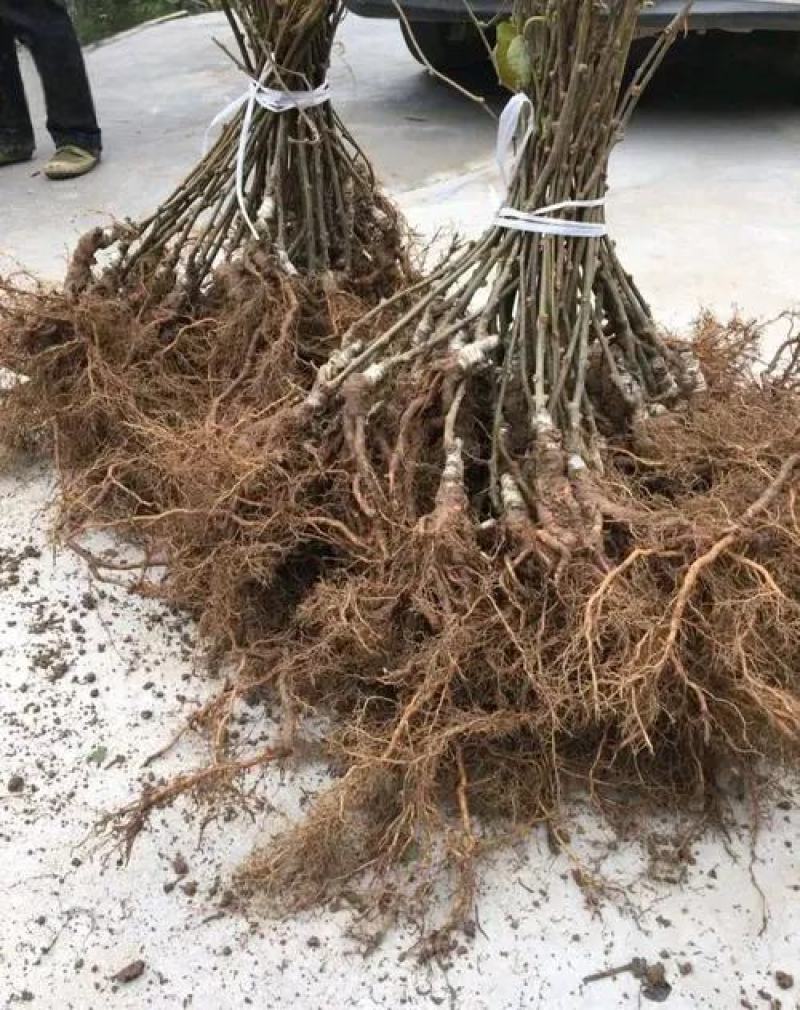 红阳猴桃苗，基地直发，货真价实，欢迎来电选购