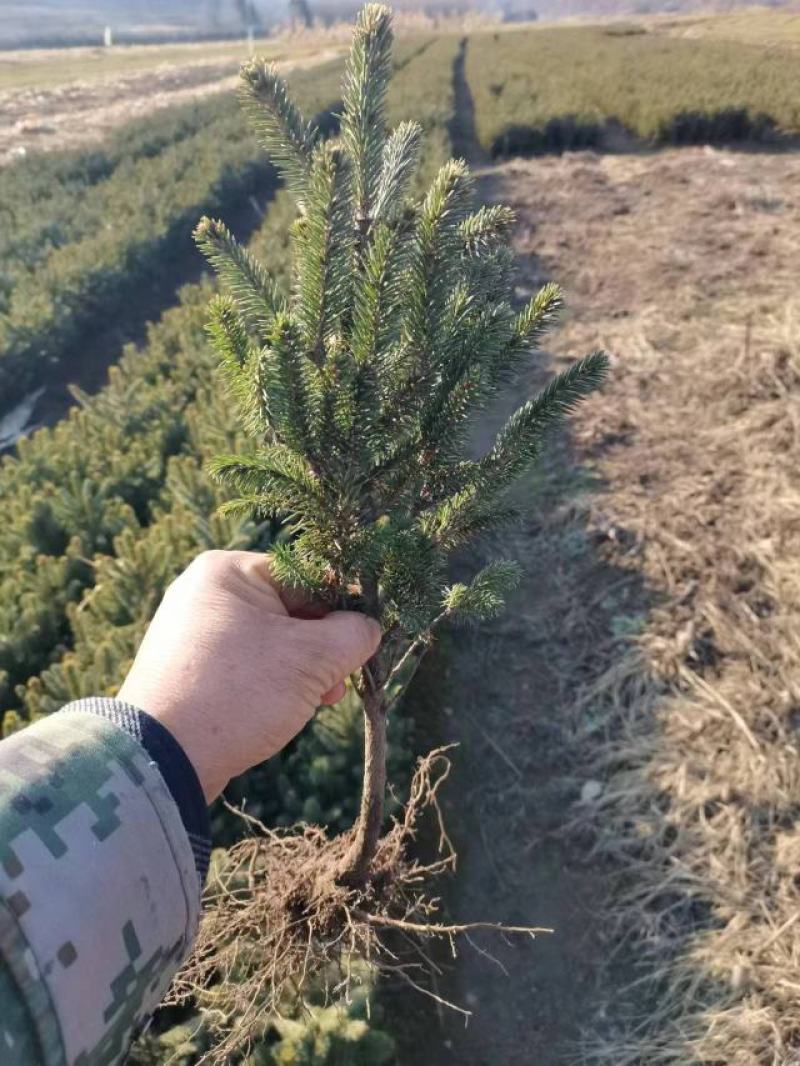 云杉杯苗，小苗移植苗，东北云杉
