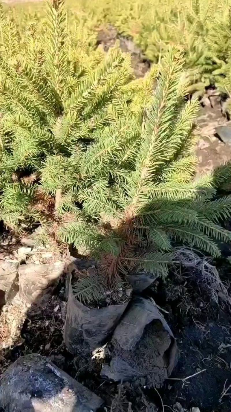 云杉杯苗，小苗移植苗，东北云杉