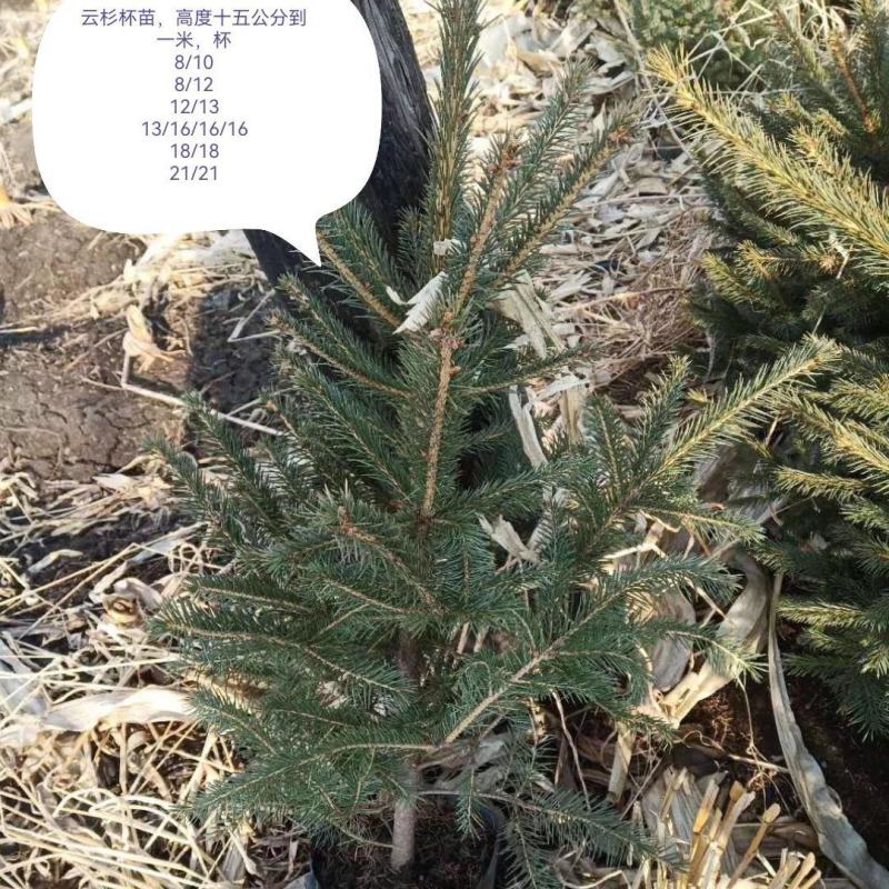 云杉杯苗，小苗移植苗，东北云杉
