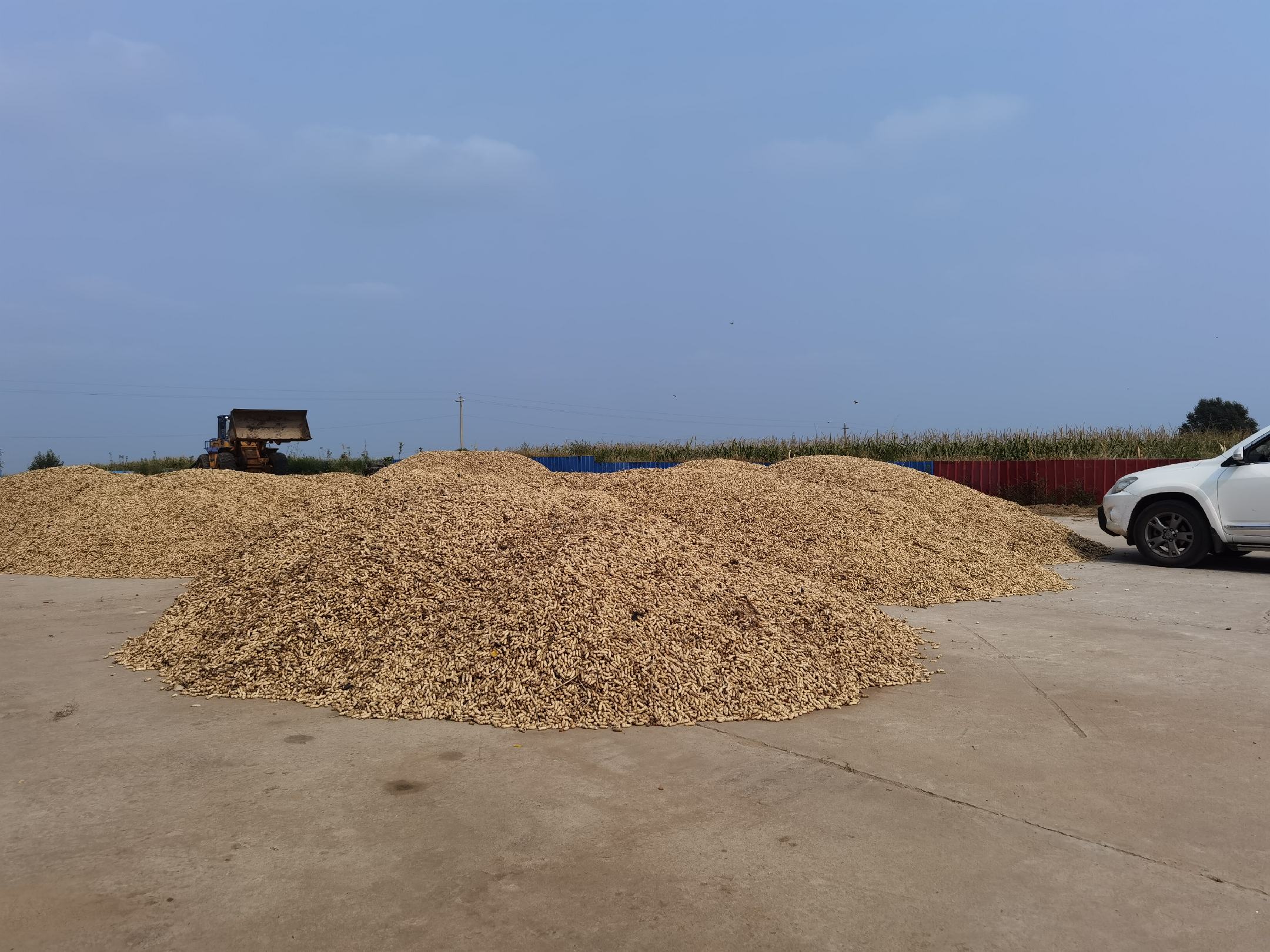 Ziguang Tangerine being harvested and packed for export