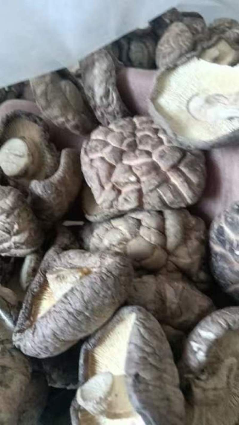 大家好我是泌阳花菇香菇、基地胡琴、介绍下我家特产、香菇、