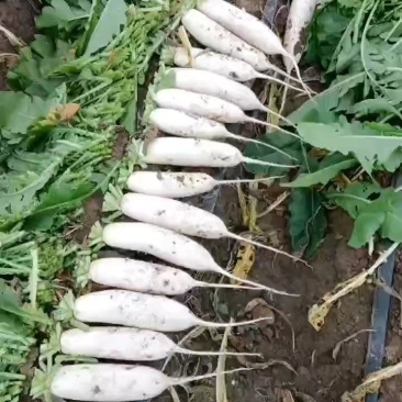 白罗卜