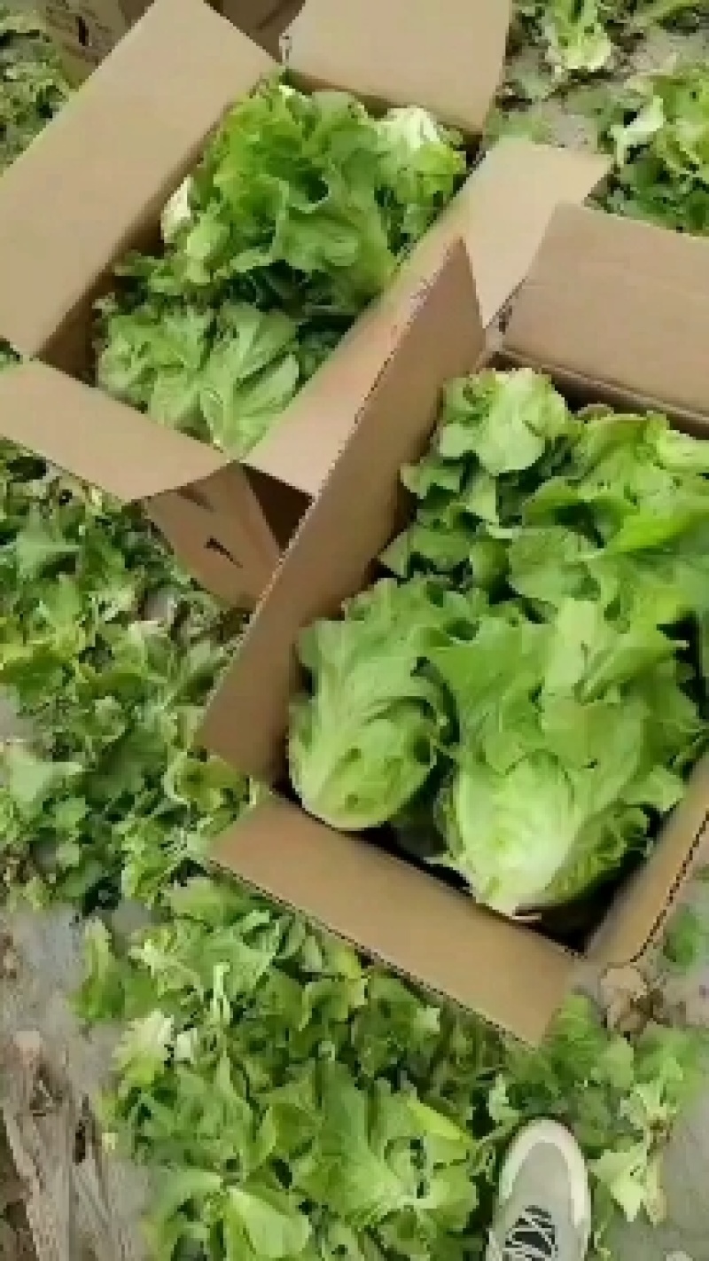 精品意大利生菜，一手货源，量大价优货源充足质保