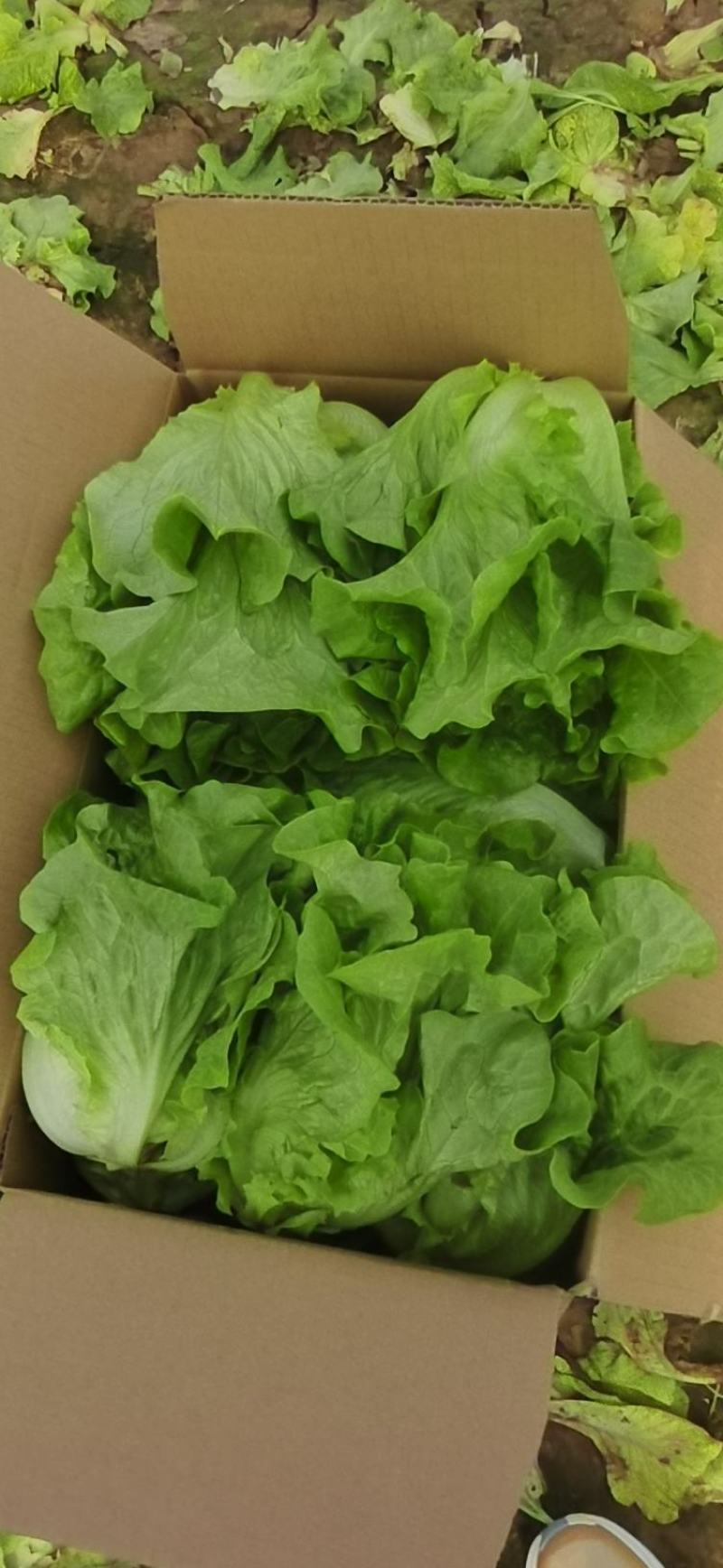 精品意大利生菜，一手货源，量大价优货源充足质保