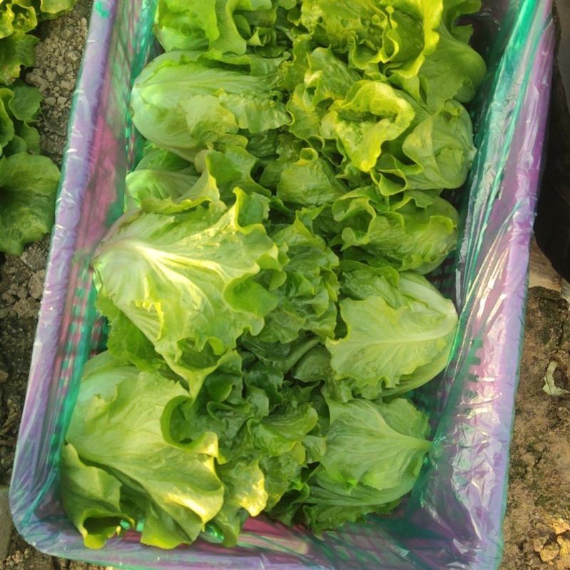 大棚生菜量大货多实力供货，视频看产品，保质保量，精品
