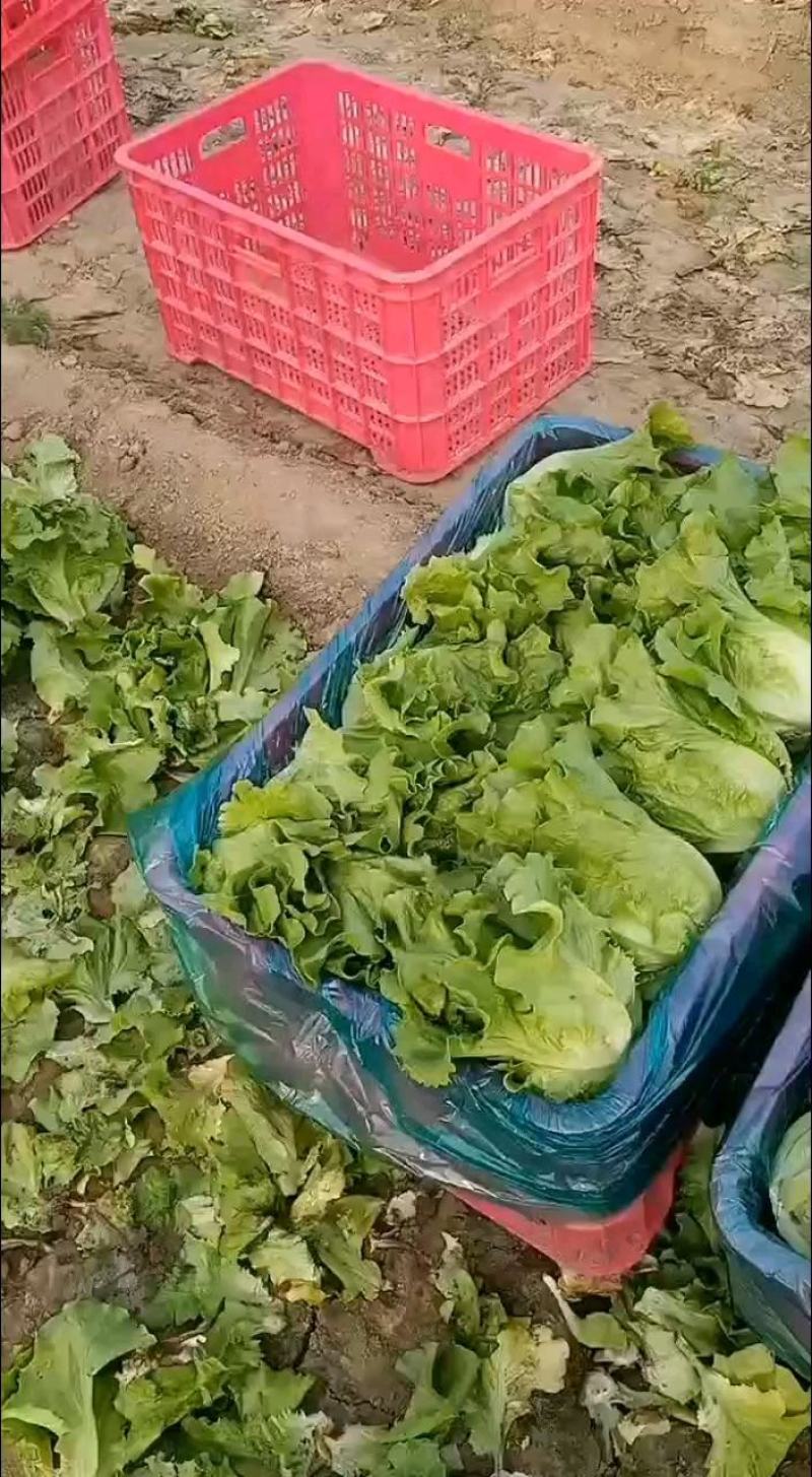 大棚生菜量大货多实力供货，视频看产品，保质保量，精品