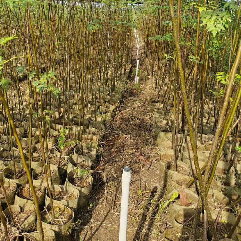 2311苗木基地供应苦楝树苗1.5-2米高复绿造