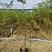 2311苗木基地供应苦楝树苗1.5-2米高复绿造