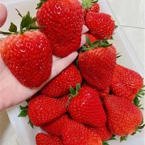 湖南澧县草莓产地直发，欢迎订购，我