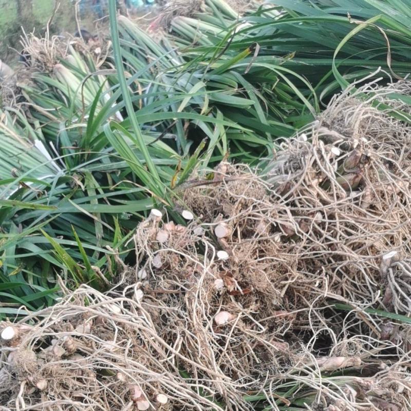安徽大别山优质石菖蒲苗，产量高，3年大苗容易存活