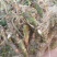 安徽大别山优质石菖蒲苗，产量高，3年大苗容易存活