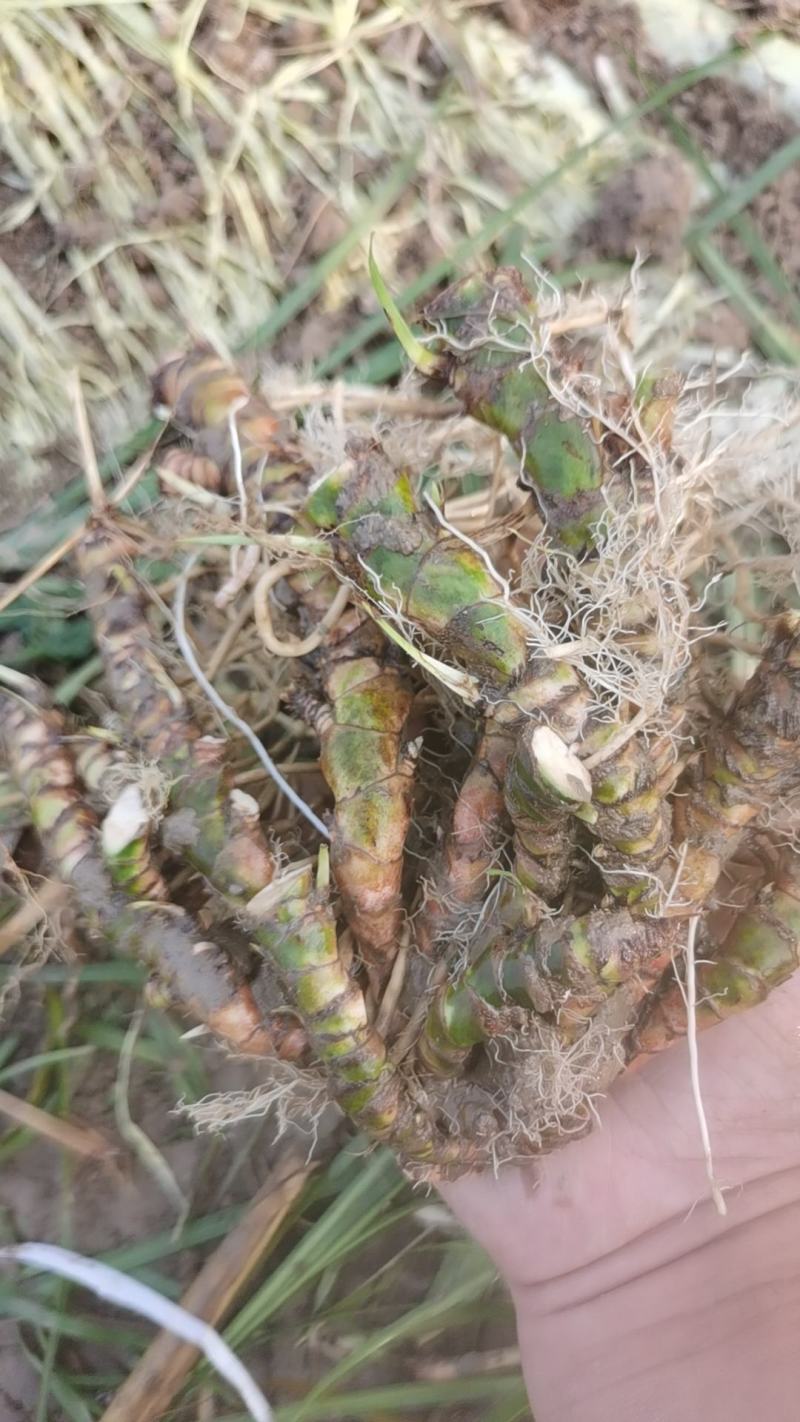 安徽大别山优质石菖蒲苗，产量高，3年大苗容易存活