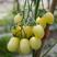 山东潍坊寿光白色小番茄苗特色小番茄苗口感水果番茄苗番茄种