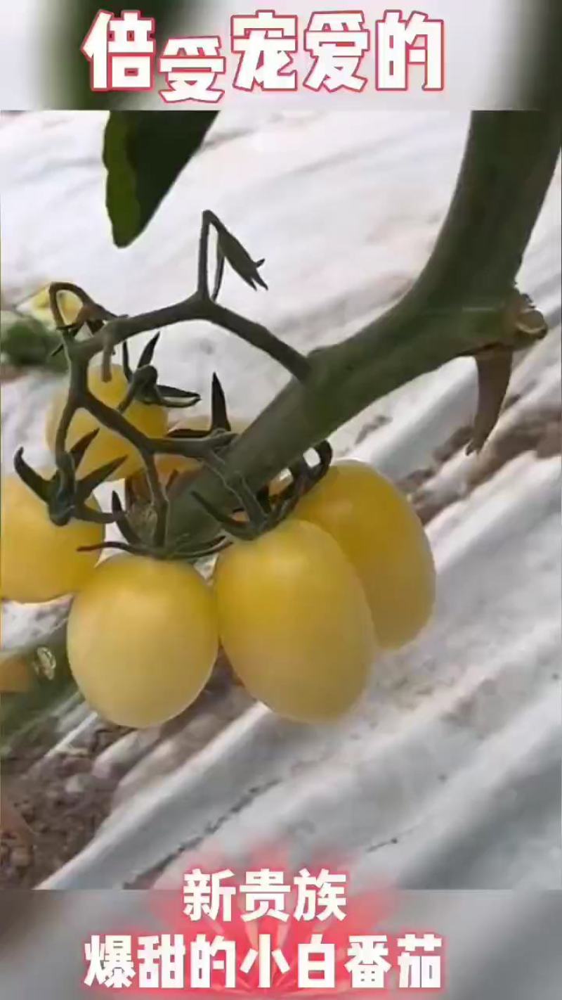 特色小番茄苗口感小番茄水果小番茄苗圣女果苗子山东潍坊寿光