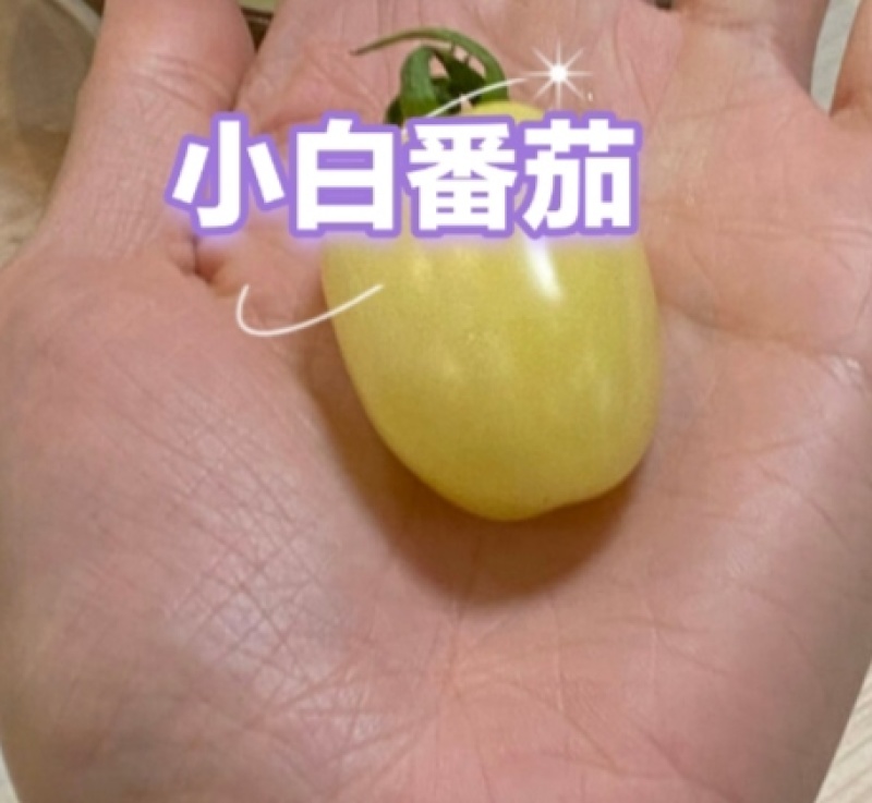 特色小番茄苗口感小番茄水果小番茄苗圣女果苗子山东潍坊寿光