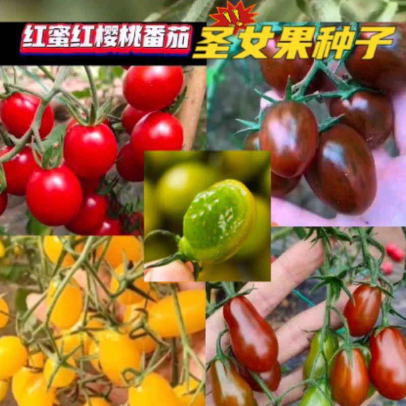 山东潍坊寿光白色小番茄苗特色小番茄苗口感水果番茄苗番茄种