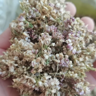 野葱花