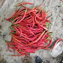 红辣椒量大货优，大量上市中，基地直供，物美价廉