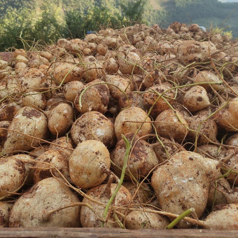 凉薯(土瓜)大量上市哦需要的联系