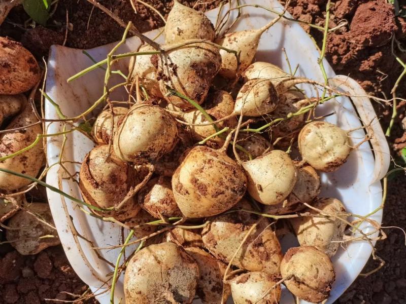 凉薯(土瓜)大量上市哦需要的联系