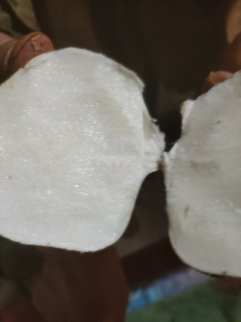 凉薯(土瓜)大量上市哦需要的联系