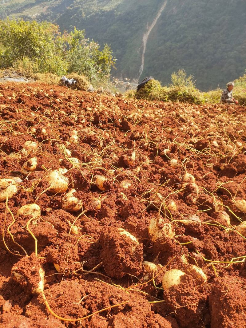 凉薯(土瓜)大量上市哦需要的联系