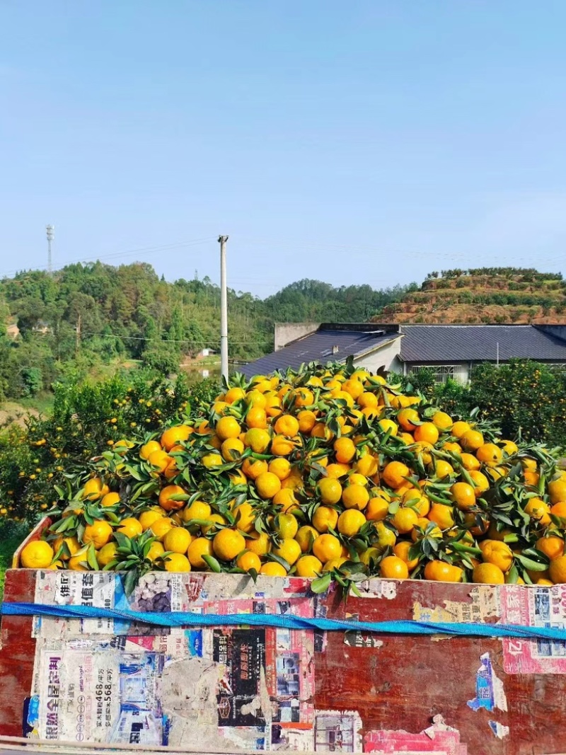 四川椪柑十万亩基地大量上市货源充足全国可发