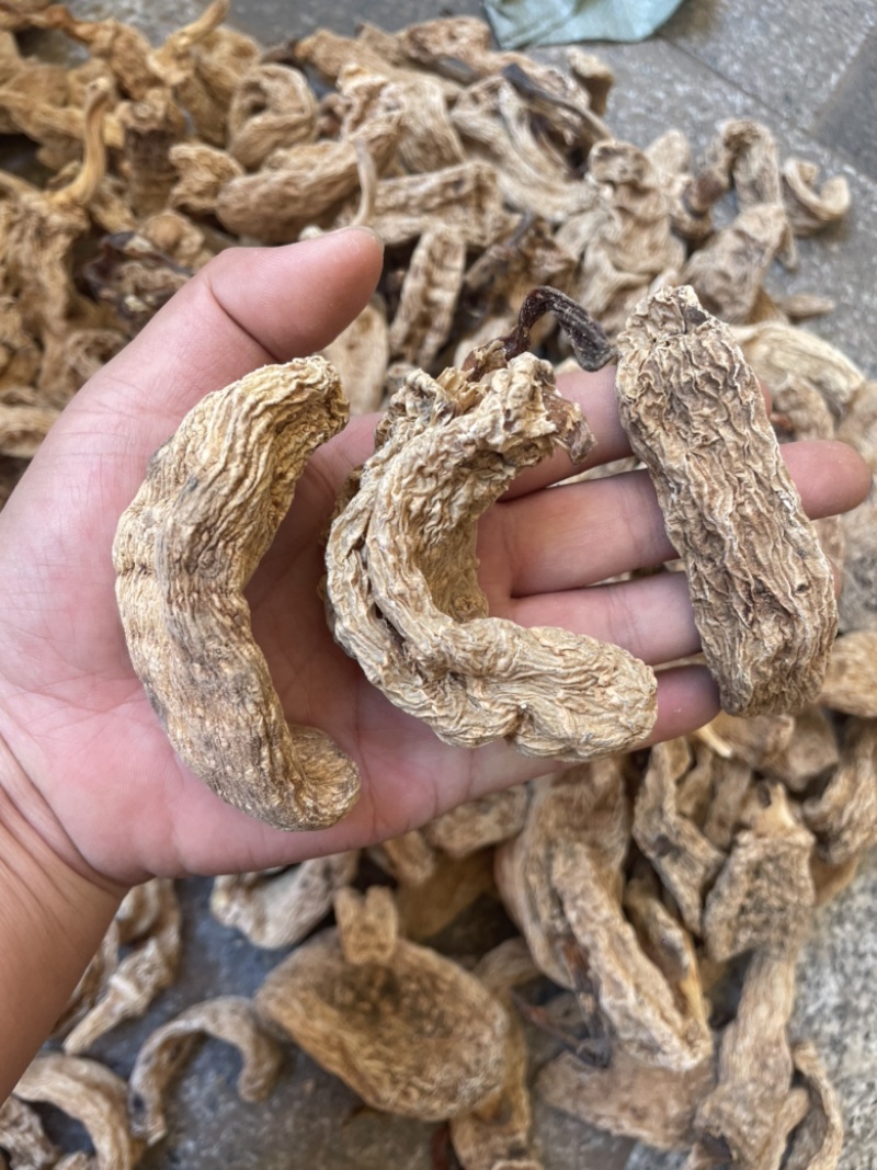 【野生天麻】野生天麻大个批发零售一手货源全国发货
