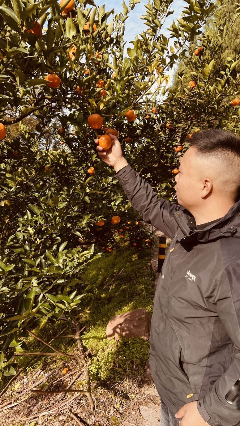 万州红桔红橘古红桔大量上市诚信经营