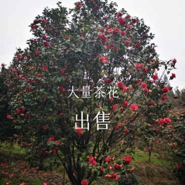 大红牡丹茶花