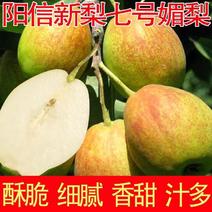 阳信新梨7号，也叫媚梨，是最新培育的香梨系列品种。
