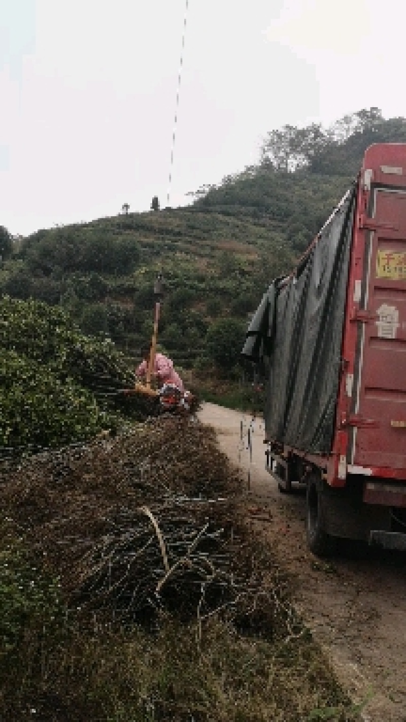 大红牡丹茶花