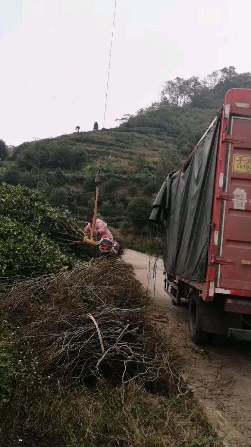 大红牡丹茶花