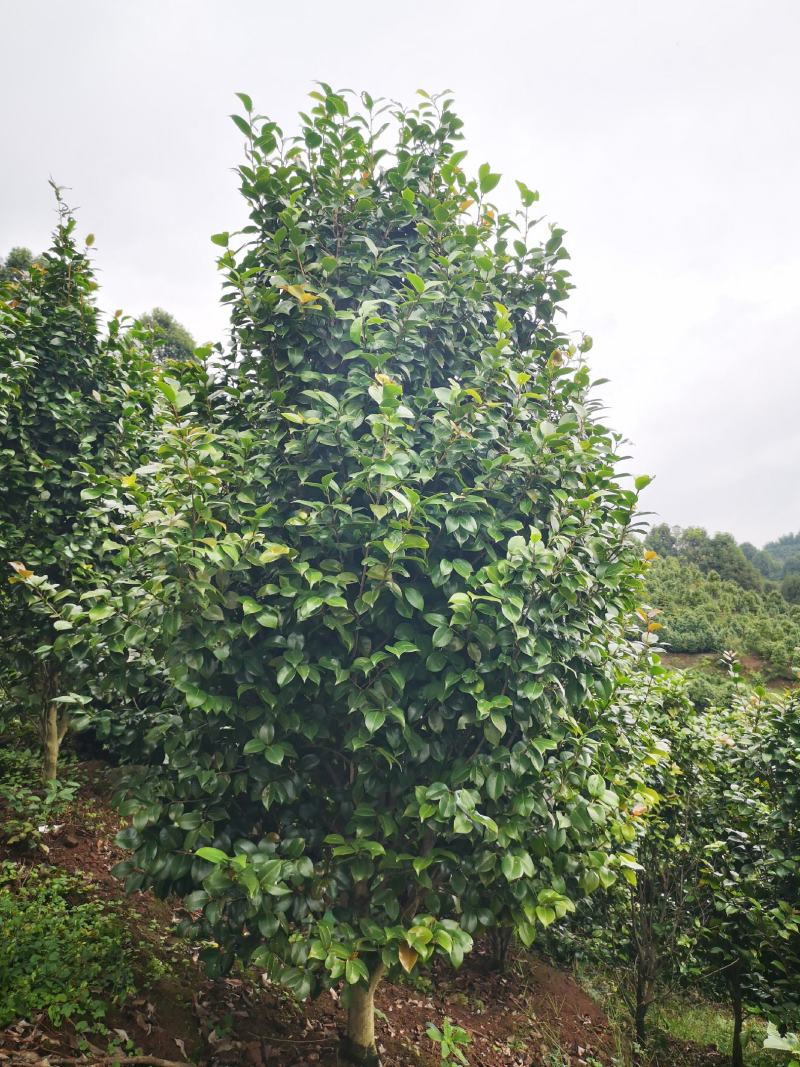 大红牡丹茶花