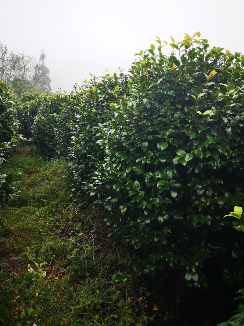 大红牡丹茶花