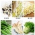 全自动豆芽机豆制品设备制作生产线绿豆芽黄豆芽商用大容量