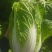 南阳新野县蔬菜基地黄心大白菜品质优大量上市一手货源