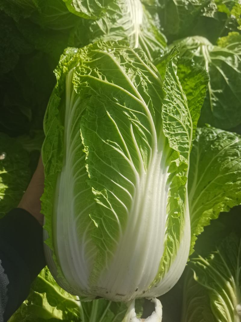 南阳新野县蔬菜基地黄心大白菜品质优大量上市一手货源