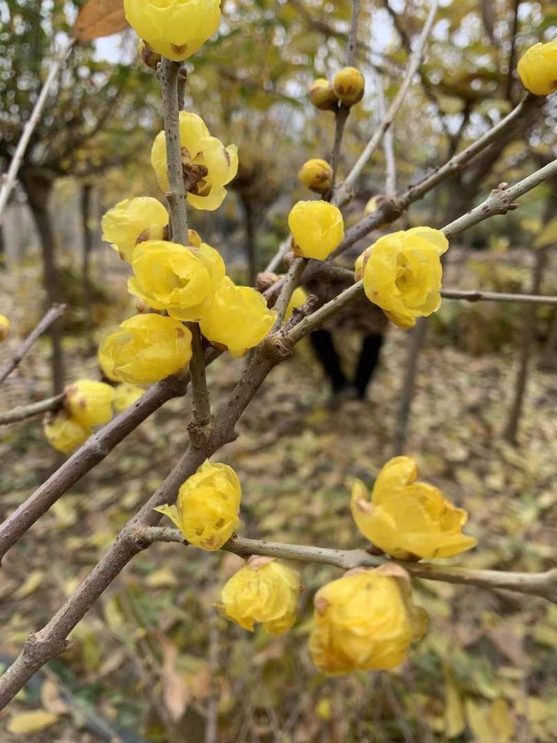 基地腊梅树大小规格大量批发