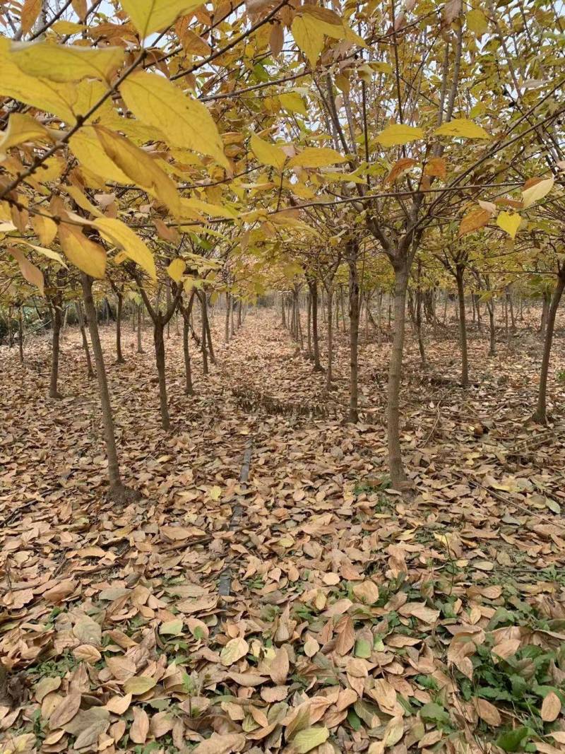基地腊梅树大小规格大量批发